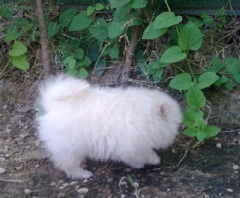 mj mascotas lulu de pomerania enano blanco albino