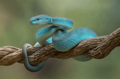 types  blue snakes  pictures  reptiles