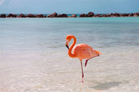 Ask Smithsonian Why Do Flamingos Stand On One Leg At