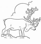 Coloring Reindeer Pages Printable Barren Caribou Ground Print sketch template