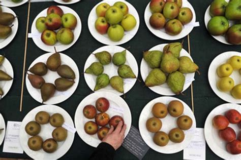 fruit families fruit school garden food