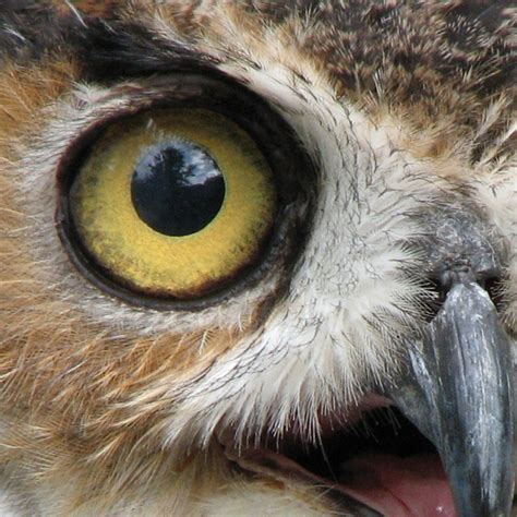 eyes   great horned owl   viewed  flickr