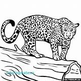 Coloring Pages Jaguar Jacksonville Jaguars Animals Animal Jungle Color Kids Drawings Getcolorings Getdrawings Sheets Search Letter sketch template