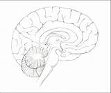 Brain Cross Section Sagittal Sketch sketch template