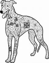 Mandala Whippet Ausmalbilder Hunde Pages Hund Ausmalen Ausdrucken Ausmalbild Coloring Malen Zum Mandalas Malvorlage Und Einfach Mit Kostenlose Kostenloses Galgo sketch template