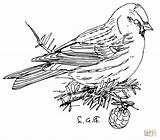Coloring Nightingale Common Designlooter Redpoll sketch template