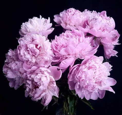 peony flower meaning history   interesting facts