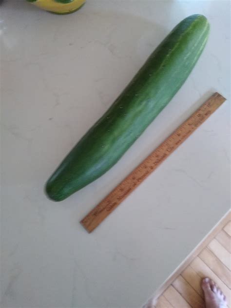 absolutely massive cucumber with ruler for scale r absoluteunits