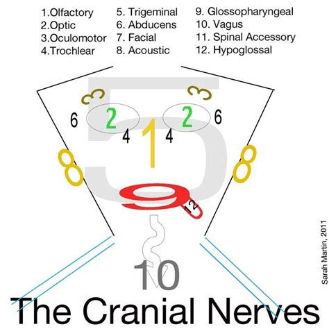 cranial nerves face    nose  eyes      eyes