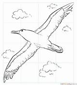 Albatross Supercoloring Zapisano Buller sketch template