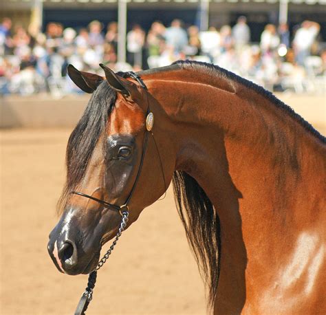 bay arabian stallion bay arabian stallion carolyn flickr