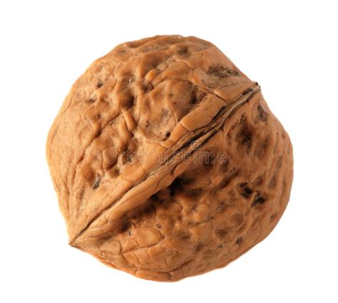 walnut stock images image