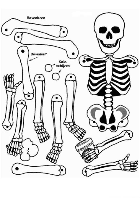 anatomy coloring pages  kids coloring home