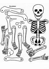 Bones Squelette Getcolorings Clases Coloringhome Inspirant sketch template