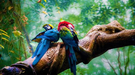 hd wallpaper macaw bird parrot tree jungle wallpaper flare