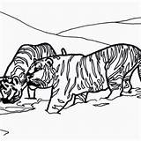 Siberian Tiger Coloring Pages Getcolorings Color Getdrawings sketch template