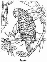 Parrot Coloring Pages Parrots Planet Printable Color Kids Earth Book Awesome Birds Animals Online Coloringpages101 Animal sketch template