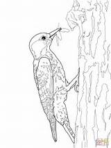 Woodpecker Coloring Pages Red Drawing Cockaded Color Template Woodpeckers Sketch Kids Getdrawings Designlooter Printable Print 1600px 48kb 1200 sketch template