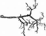 Draw Branchy sketch template