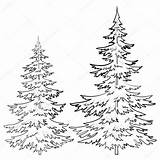 Pine Tree Drawing Drawings Coloring Christmas sketch template
