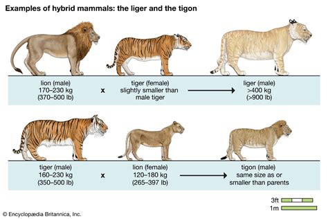liger size facts britannica