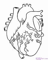 Heart Human Drawing Draw Coloring Pages Anatomical Organ Step Simple Anatomy Steps Drawings Diagram Kids Real Organs Realistic Clipart Color sketch template