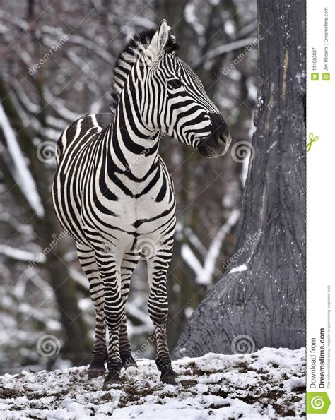 zebra snow stock    royalty