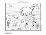 Ecosystem Tundra Geographic Ecosystems Print Colouring Marine Zoo Nationalgeographic Rainforest Preschoolers sketch template