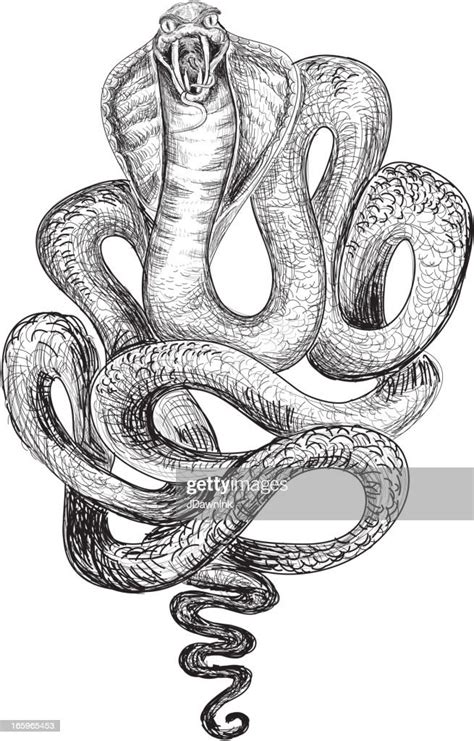 Croquis De Serpent Cobra Illustration Getty Images