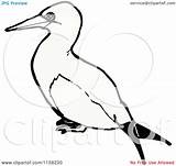 Gannet Bird Coloring Illustration Royalty Lineartestpilot Cartoon Vector 33kb 1024px 1080 sketch template