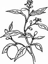 Lemon Clipart Tree Drawing Plant Fruit Trees Vector Cliparts Transparent Magnolia Getdrawings Drawings Library Paintingvalley Twig Symmetry Monochrome Photography Collection sketch template