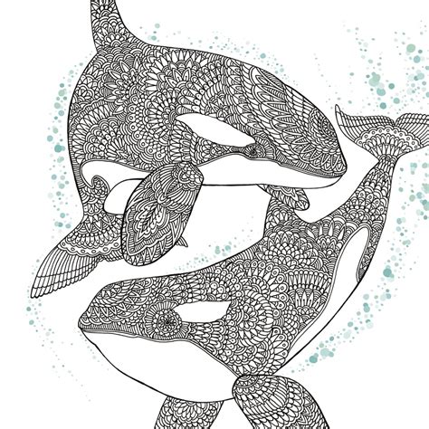 orca whale  adult coloring book page craftfoxes