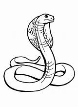 Schlange Ausmalbilder Anaconda Snake Kobra Erwachsene Clipground Webstockreview Snakes sketch template