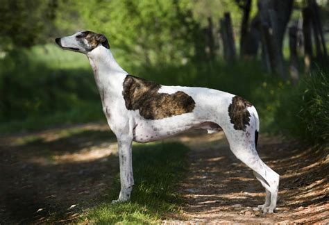 breed greyhound highland canine professional dog training solutions