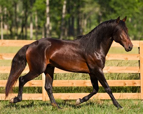 dem castao dark bay lusitano stallion sold