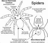Spiders Spider Information Diagram Enchantedlearning Anatomy Labelled Arachnids Types Worksheet Different Widow Printable Color Do Bugs Know Creepy Interesting But sketch template