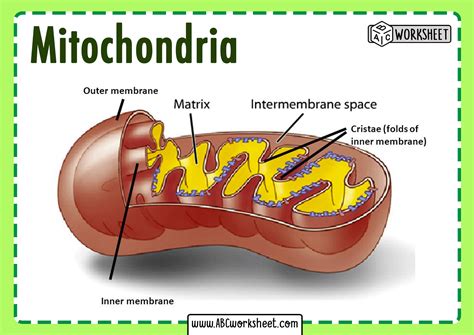 mitochondria parts  functions