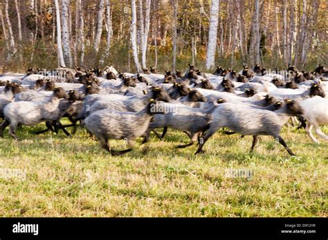 herd  sheep running stock photo alamy