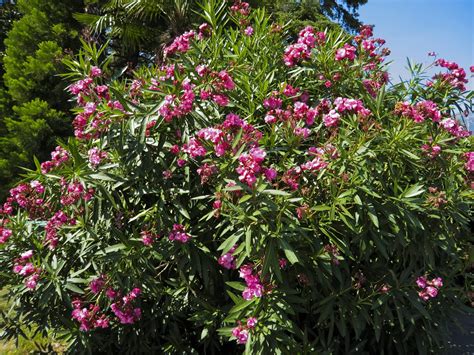 rejuvenation pruning  oleander bushes   trim overgrown