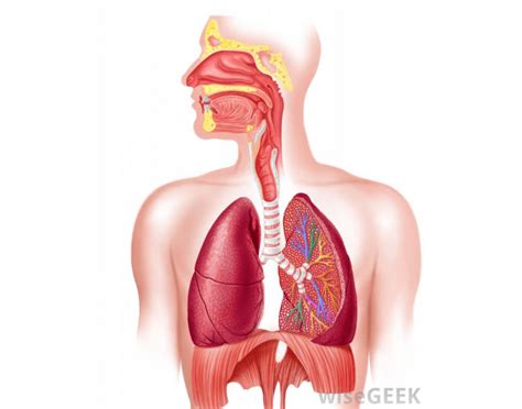 label  respiratory system quiz