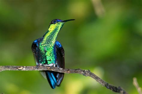 dragonsfaerieselvestheunseen attracting hummingbirds   garden