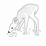 Drawing Deer Drinking Water Drawings Alex Deviantart Drink Fawn Animals Paintingvalley Search Reindeer Deviant sketch template
