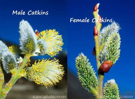 1000 images about fleurs de saules willow catkins