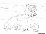 Wolf Coloring Arctic Pages Printable Print sketch template