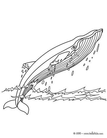 whale coloring pages humpback whale whale coloring pages shark