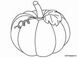 Pumpkin Coloring Pages Printable Leaves Squash Color Drawing Vine Pumpkins Fall Leaf Coloringpage Halloween Patch Colouring Christian Print Autumn Coloriage sketch template