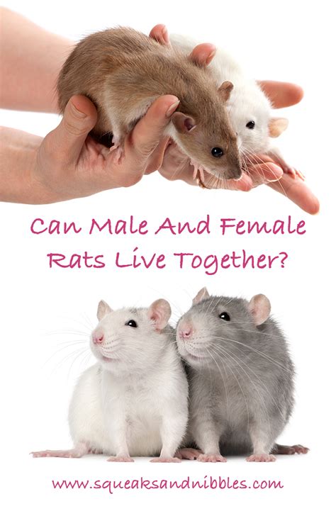 Can Male And Female Rats Live Together In The Same Cage