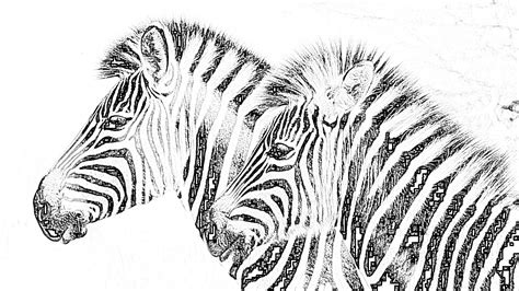 zebras  savanna coloring page mimi panda