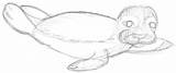 Zeichnen Robbe Seehund Bleistiftskizze Robben Gezeichnet Skizzen Zeichenkurs sketch template