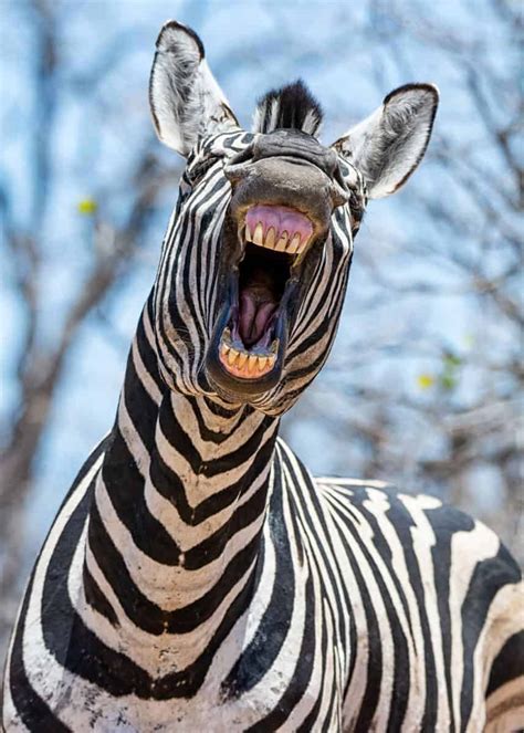 zebra facts  animal lovers  africa travelers   species